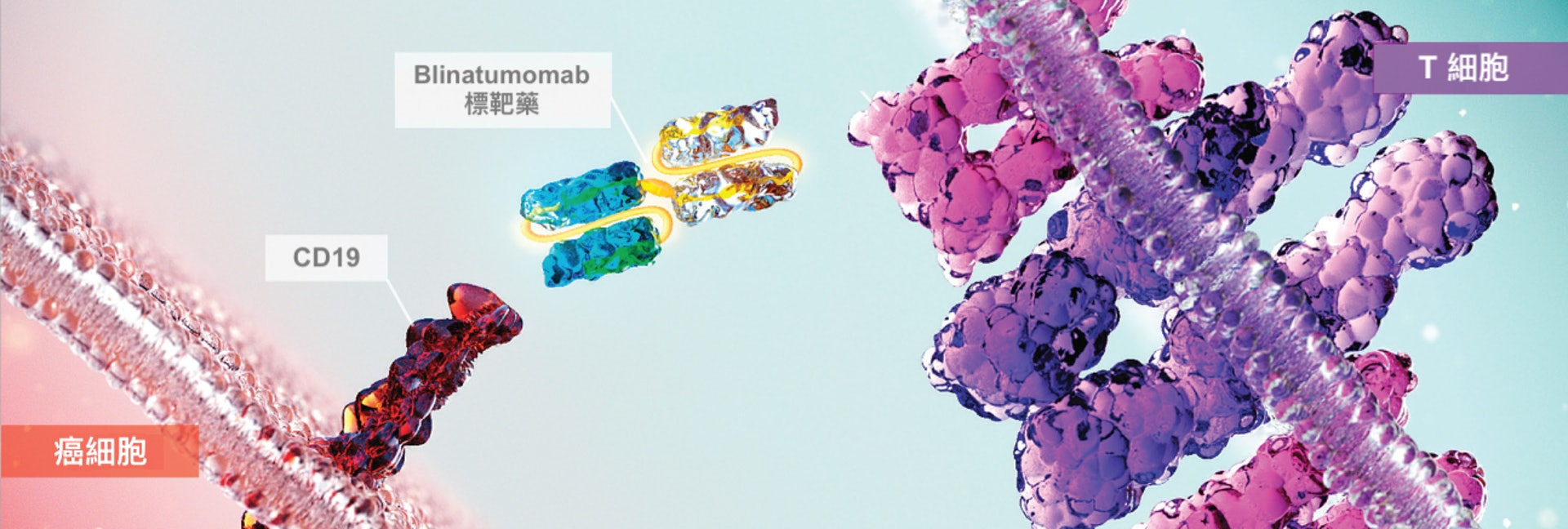 Blinatumomab標靶藥有助T細胞殺死癌細胞。（圖片：blincytohcp）