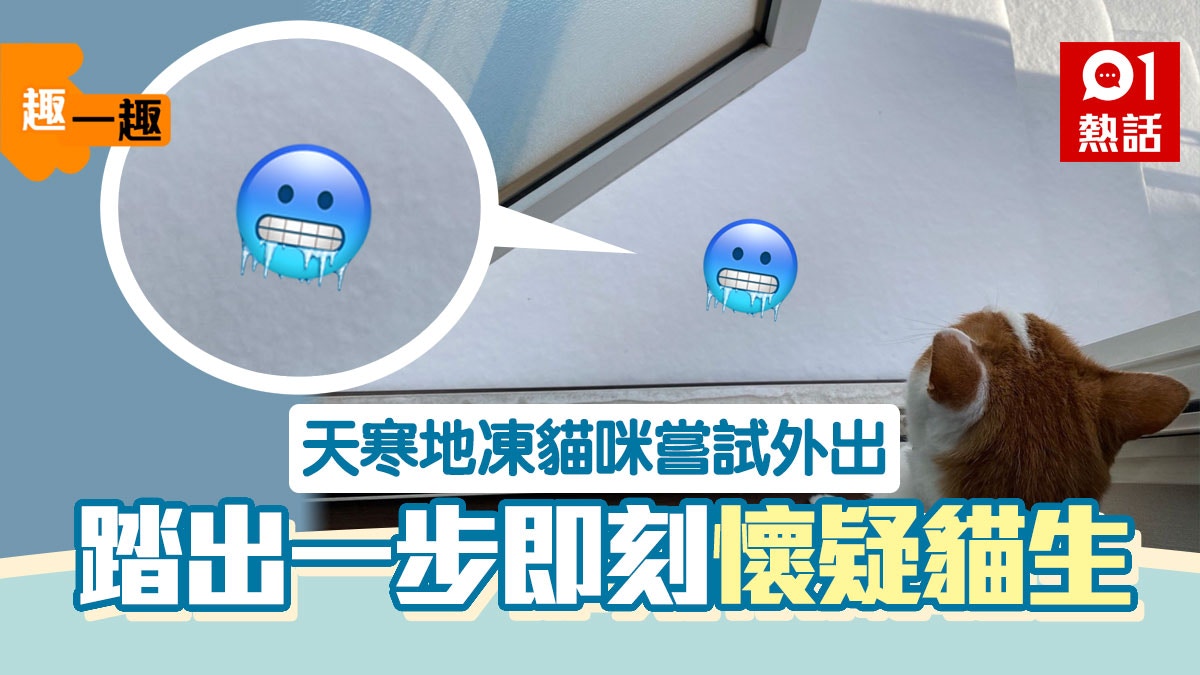 天寒地凍喵星人冒死外出　主子1個腳印萌翻過百萬貓奴｜趣一趣