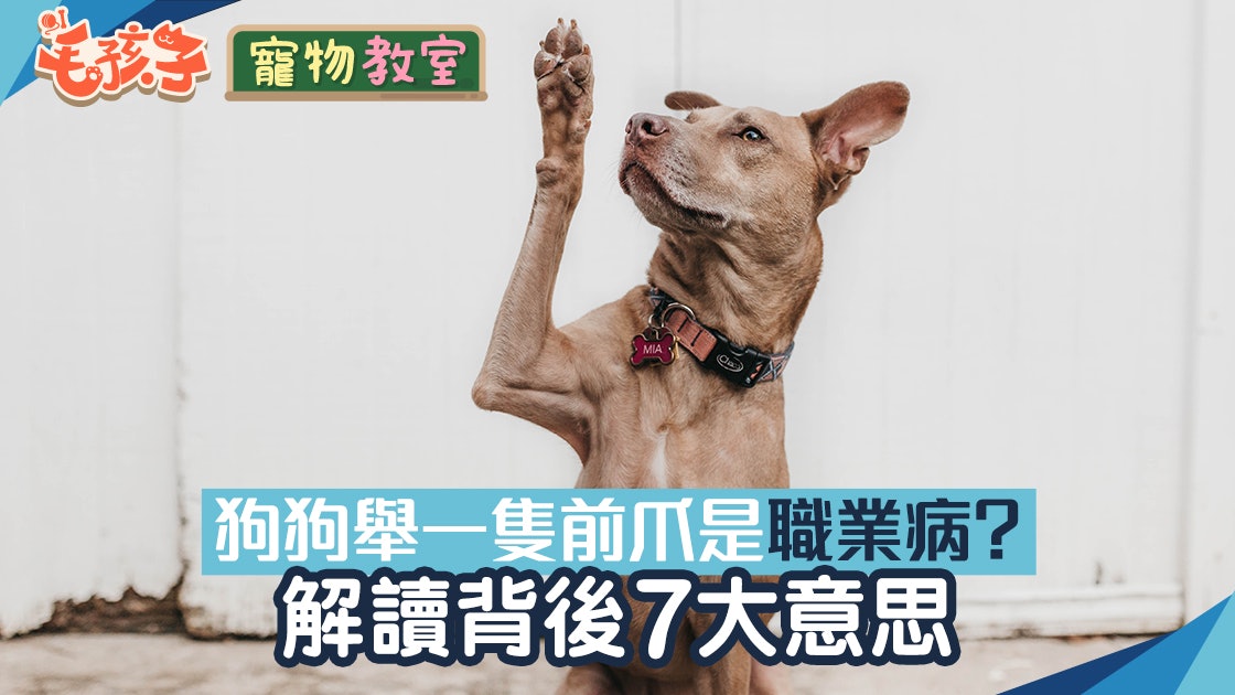狗狗冷知識 舉起一隻前爪或許是 職業病 狗舉手背後7大意思 香港01 寵物 狗狗冷知識 舉起一隻前爪或許是 職業病 狗舉手背後7大意思 香港01 寵物