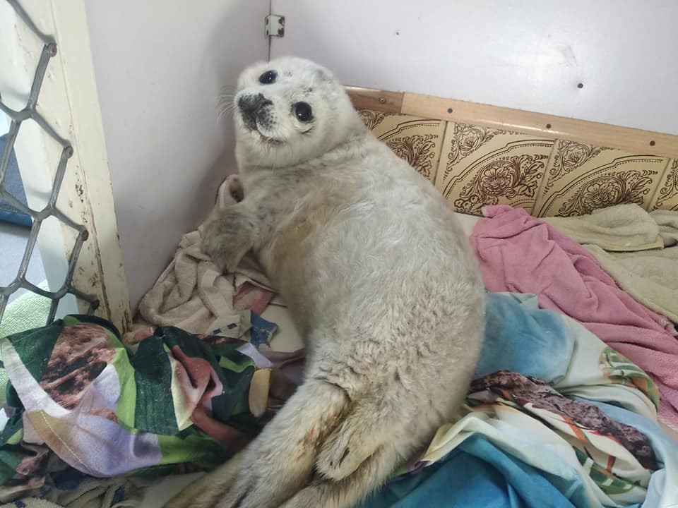 海豹bb被母親遺棄沙灘民眾圍觀兼狂摸無助小生命慘被 嚇死