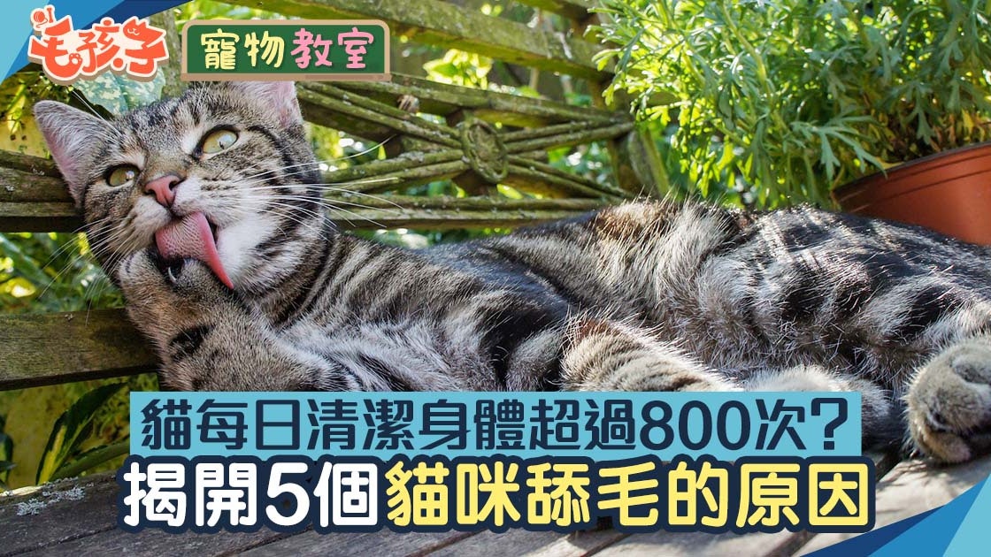 貓行為|貓咪每日清潔身體超過800次 揭開貓咪舔毛5大原因 貓行為|貓咪每日清潔身體超過800次 揭開貓咪舔毛5大原因