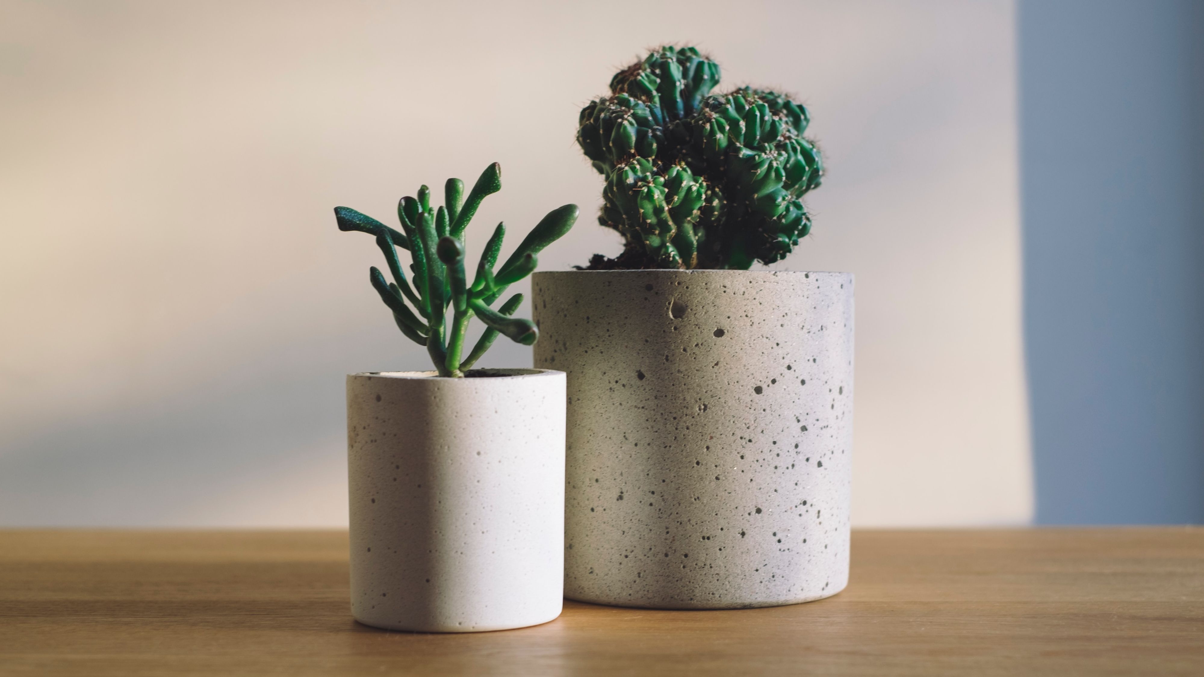 風水禁忌 客廳擺假花原來係大忌 5個植物風水禁忌 6款招財盆栽 風水禁忌 客廳擺假花原來係大忌 5個植物風水禁忌 6款招財盆栽