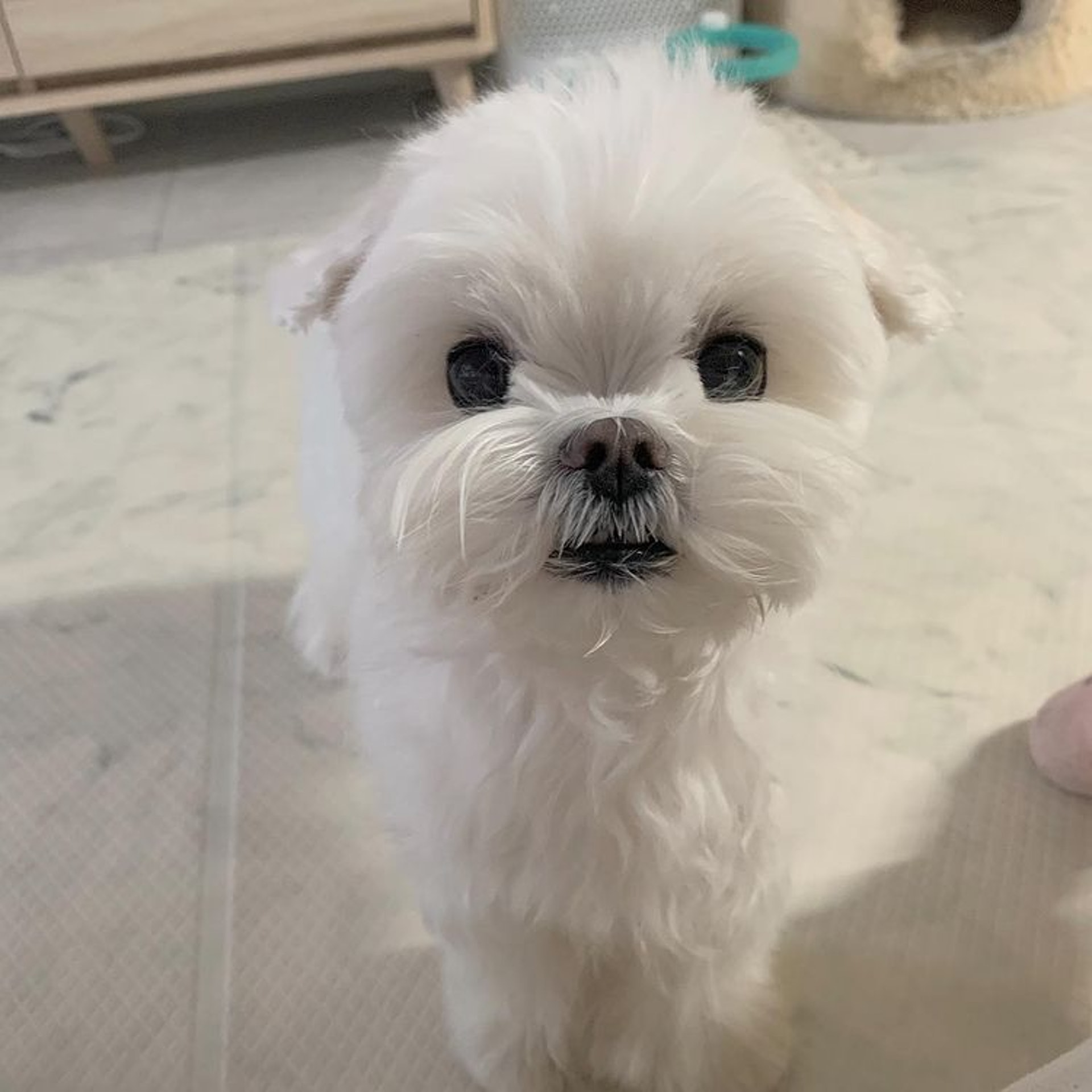 韓國 魔天使睡醒秒變爆炸頭網民譏笑 實驗失敗了嗎 韓國 魔天使睡醒秒變爆炸頭網民譏笑 實驗失敗了嗎