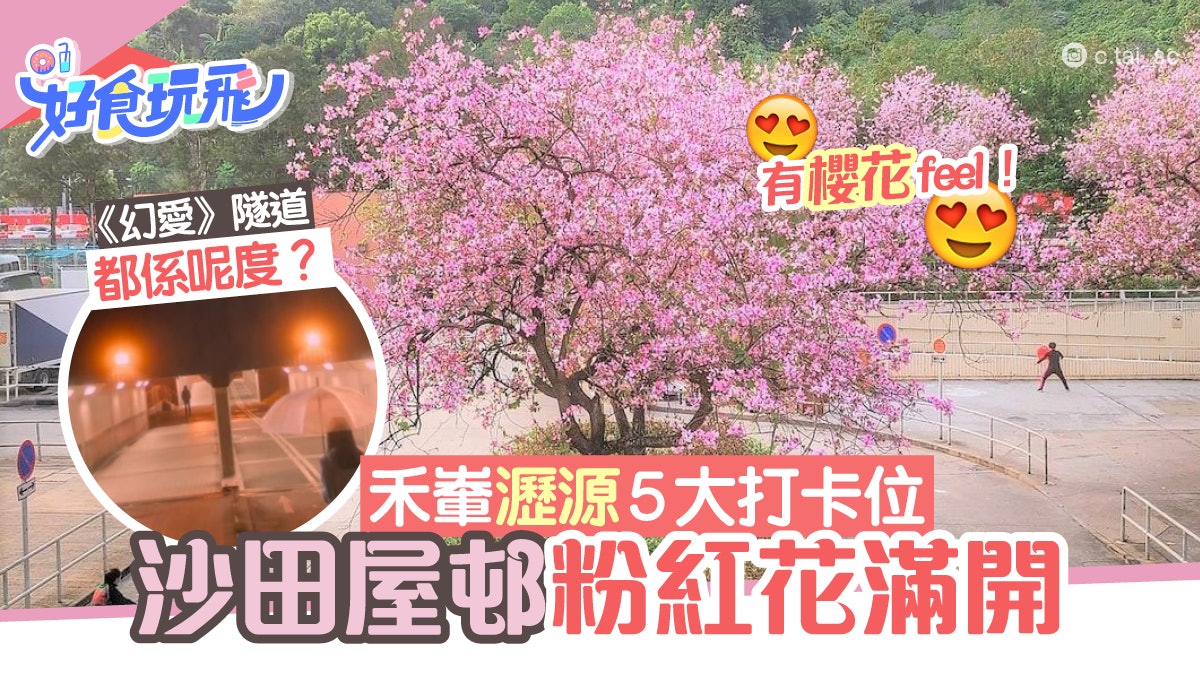 沙田偽賞櫻一日遊5大打卡景點禾輋井型屋邨景 幻愛 隧道景 香港01 旅遊 沙田偽賞櫻一日遊5大打卡景點禾輋井型屋邨景 幻愛 隧道景 香港01 旅遊