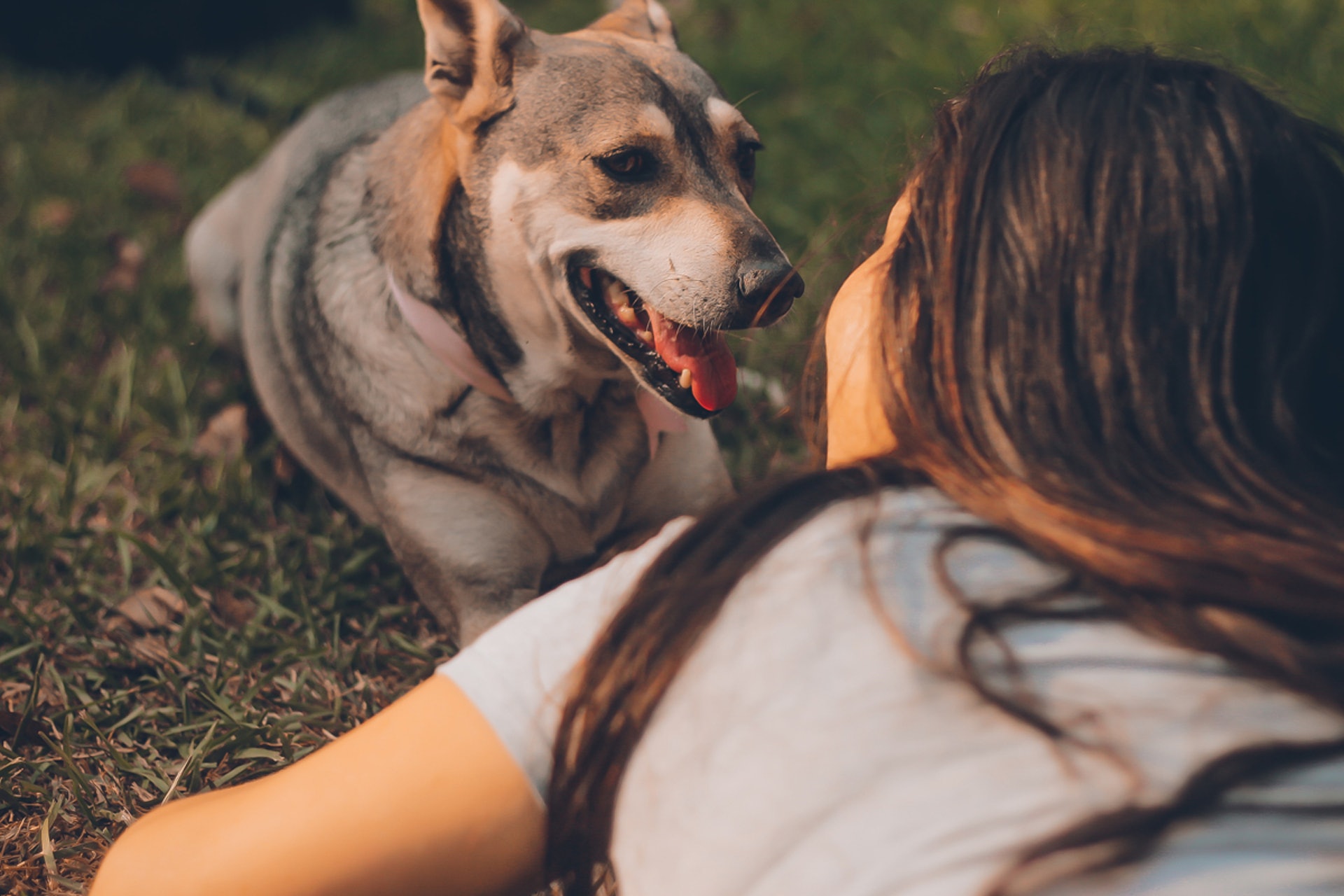女主人網上發文,指愛犬近日離世,她將其骨灰帶回家安放,此後家中相接連有「怪事」,令她感到狗狗一直陪伴在側。(示意圖 / Manuel Meza / Unsplash) 女主人網上發文,指愛犬近日離世,她將其骨灰帶回家安放,此後家中相接連有「怪事」,令她感到狗狗一直陪伴在側。(示意圖 / Manuel Meza / Unsplash)