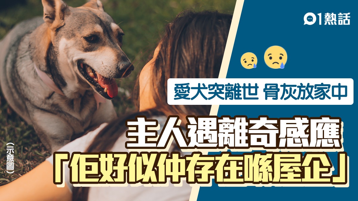 帶愛犬骨灰回家離奇感應「牠」存在 主人哭問:係咪你返咗嚟? 帶愛犬骨灰回家離奇感應「牠」存在 主人哭問:係咪你返咗嚟?