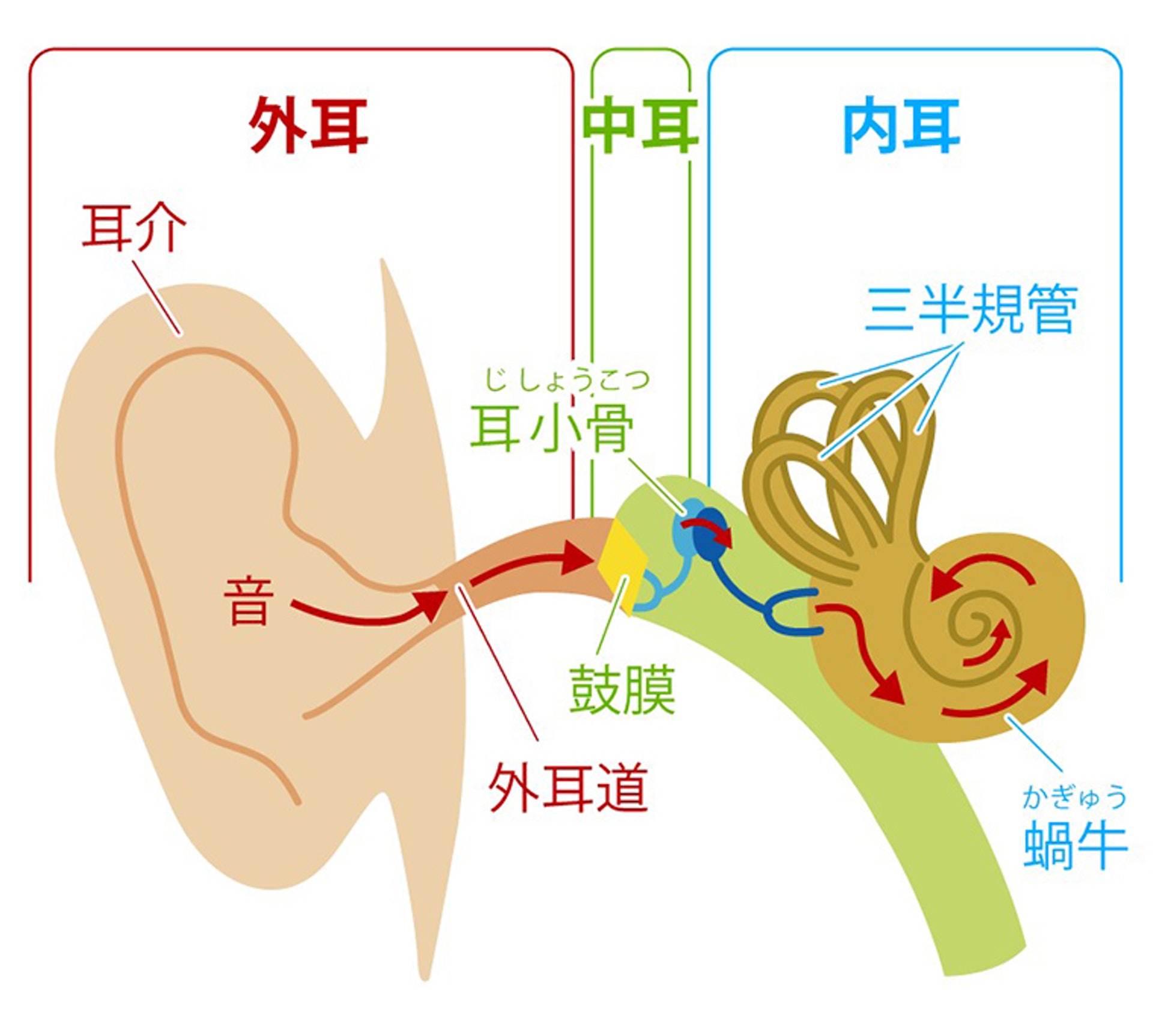 來源：さわい健康推進課「イヤホンの長時間使用に注意！身近な耳の病気「外耳炎（外耳道炎）」とは」