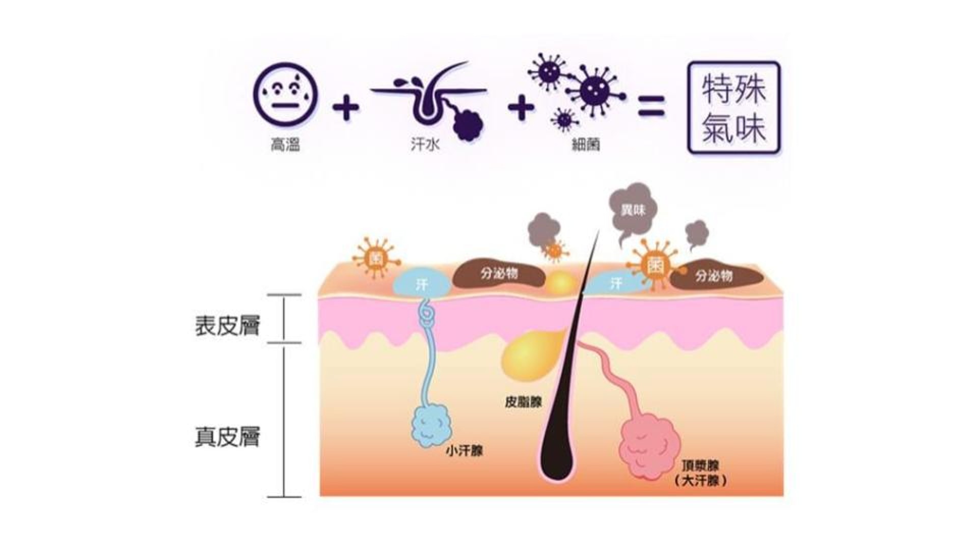 (圖片:md-surgery) (圖片:md-surgery)