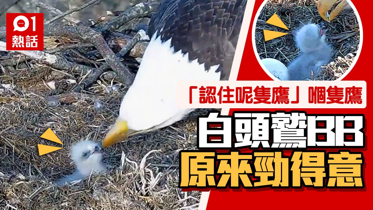 美國國鳥 白頭鷲 寶寶原來係咁樣激似可愛小絨球冧爆網民 香港01 熱爆話題