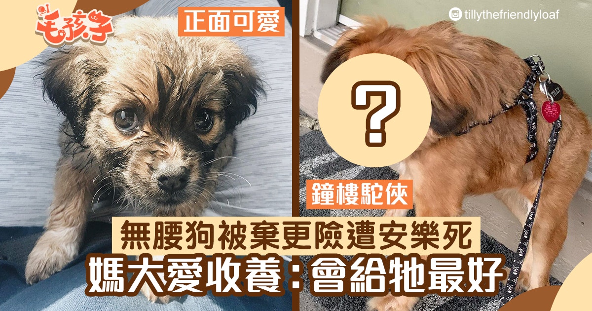 西藏獵犬 狗狗天生身體缺陷似鐘樓駝俠奇怪長相令牠網上爆紅