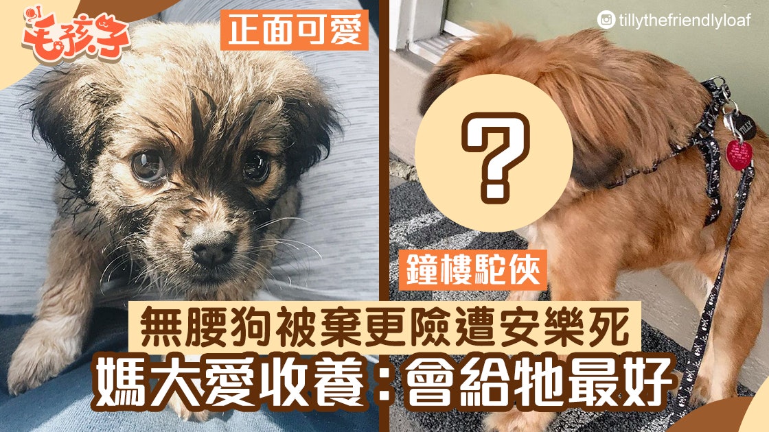 西藏獵犬 狗狗天生身體缺陷似鐘樓駝俠奇怪長相令牠網上爆紅 西藏獵犬 狗狗天生身體缺陷似鐘樓駝俠奇怪長相令牠網上爆紅