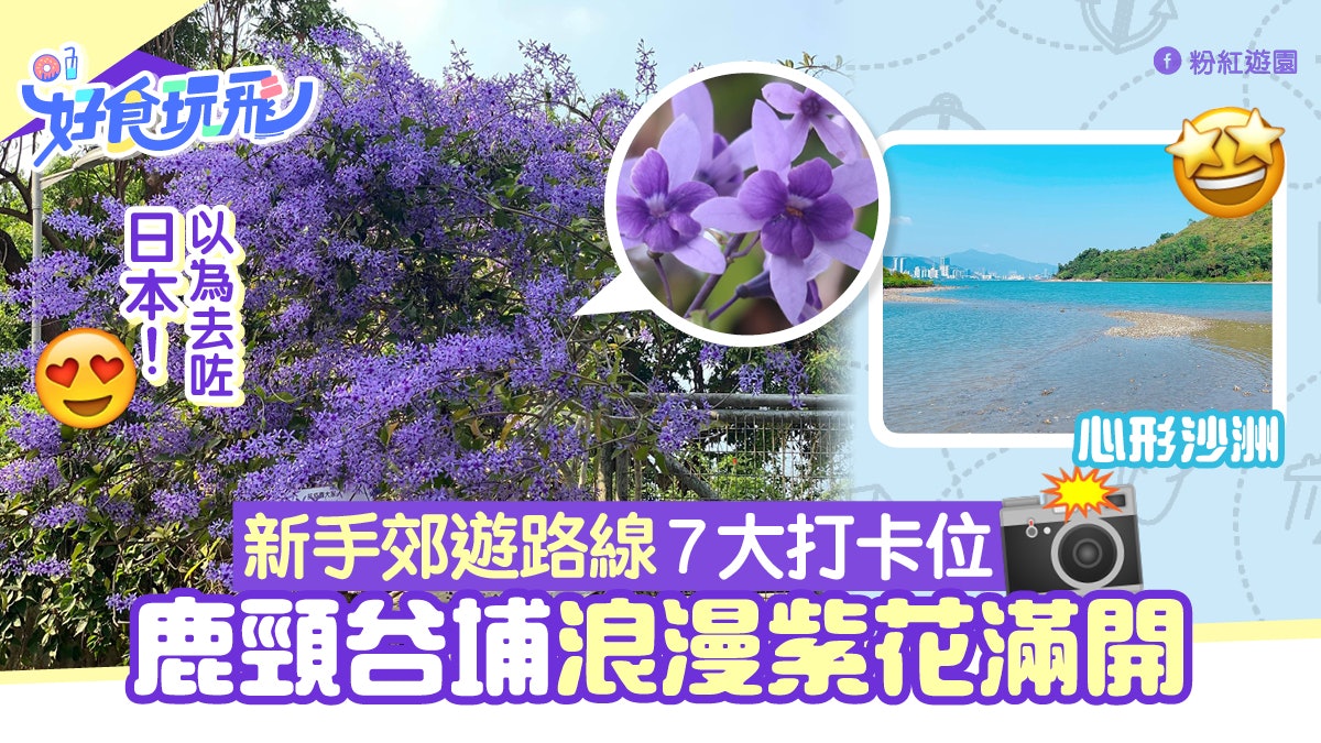 鹿頸谷埔紫花錫葉藤盛放超夢幻 順路賞海之心 黃金蘆葦7大打卡位 香港01 旅遊 鹿頸谷埔紫花錫葉藤盛放超夢幻 順路賞海之心 黃金蘆葦7大打卡位 香港01 旅遊