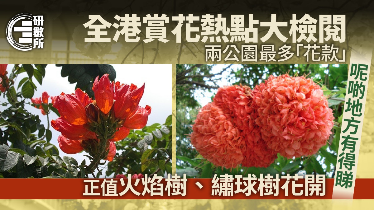 賞花攻略 康文署公園四季有咩花幾時盛開 兩個公園最多花睇