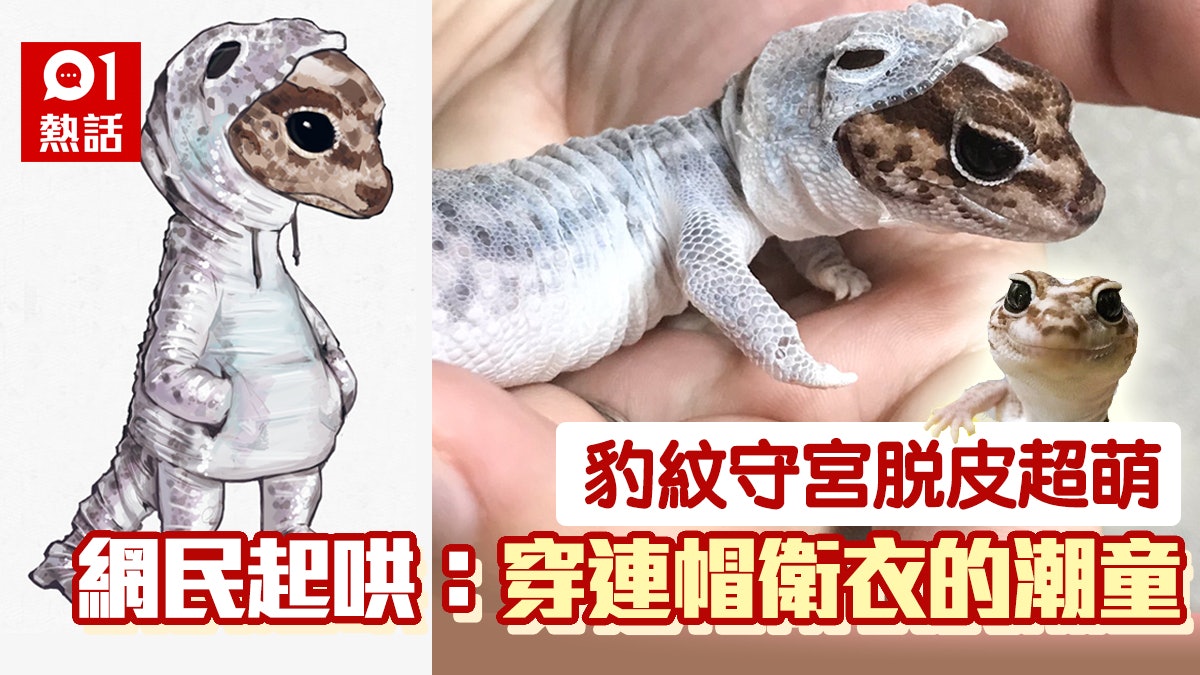 萌爆 日豹紋守宮脫皮相大公開似穿連帽衛衣引爆網民想像 多圖 香港01 熱爆話題 萌爆 日豹紋守宮脫皮相大公開似穿連帽衛衣引爆網民想像 多圖 香港01 熱爆話題