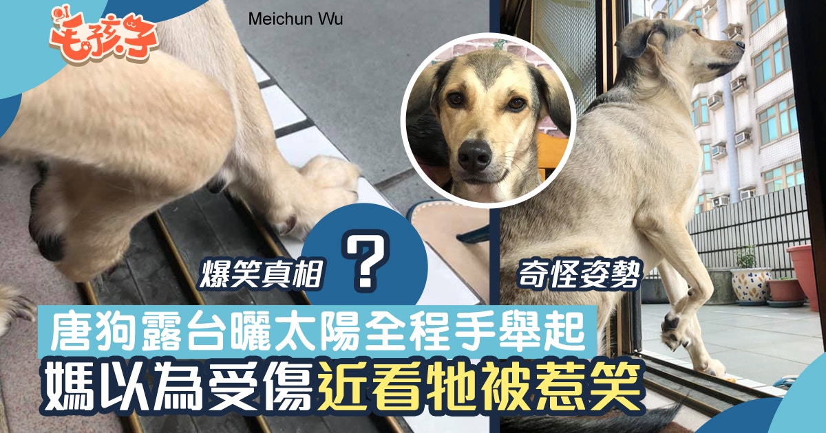 唐狗去露台曬太陽全程手舉起　媽以為牠受傷　下秒揭真相快被笑壞