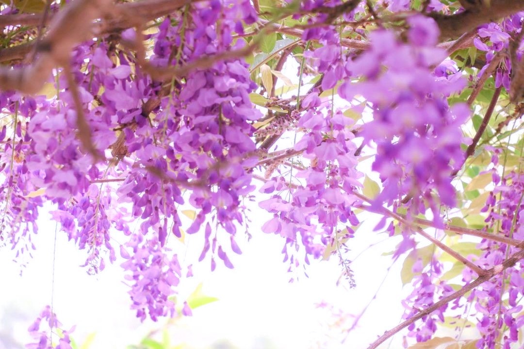 深井後花園賞紫藤 蓮花 簕杜鵑 元荃古道行山5大景點附美食推介 香港01 旅遊
