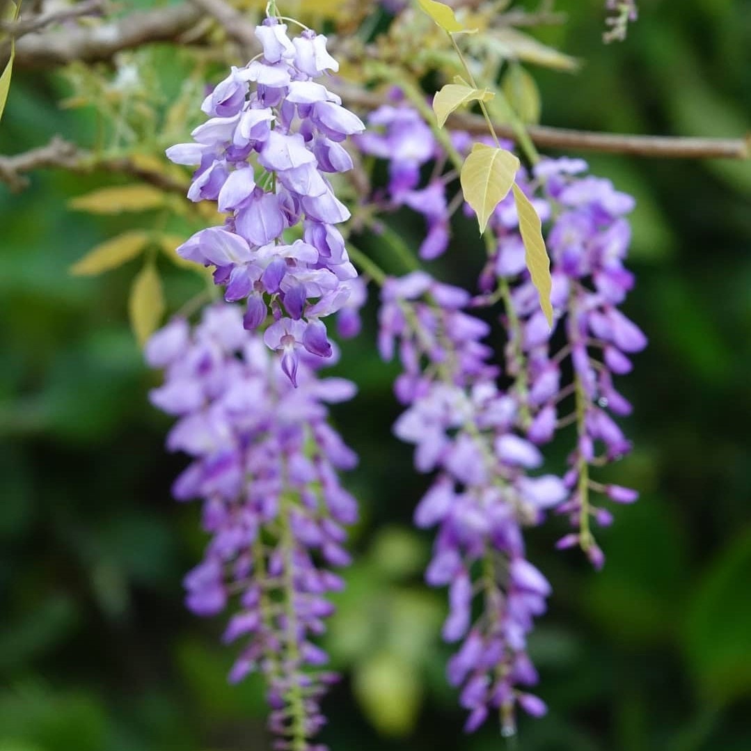 浪漫紫花8個打卡好去處 紫藤花 錫葉藤青衣公園睡蓮交通方便