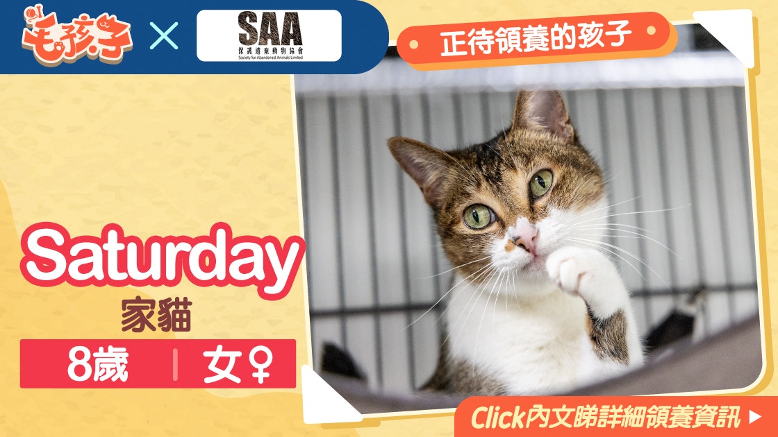 領養貓狗消息 保護遺棄動物協會 3月27日 家貓saturday 香港01 寵物 領養貓狗消息 保護遺棄動物協會 3月27日 家貓saturday 香港01 寵物