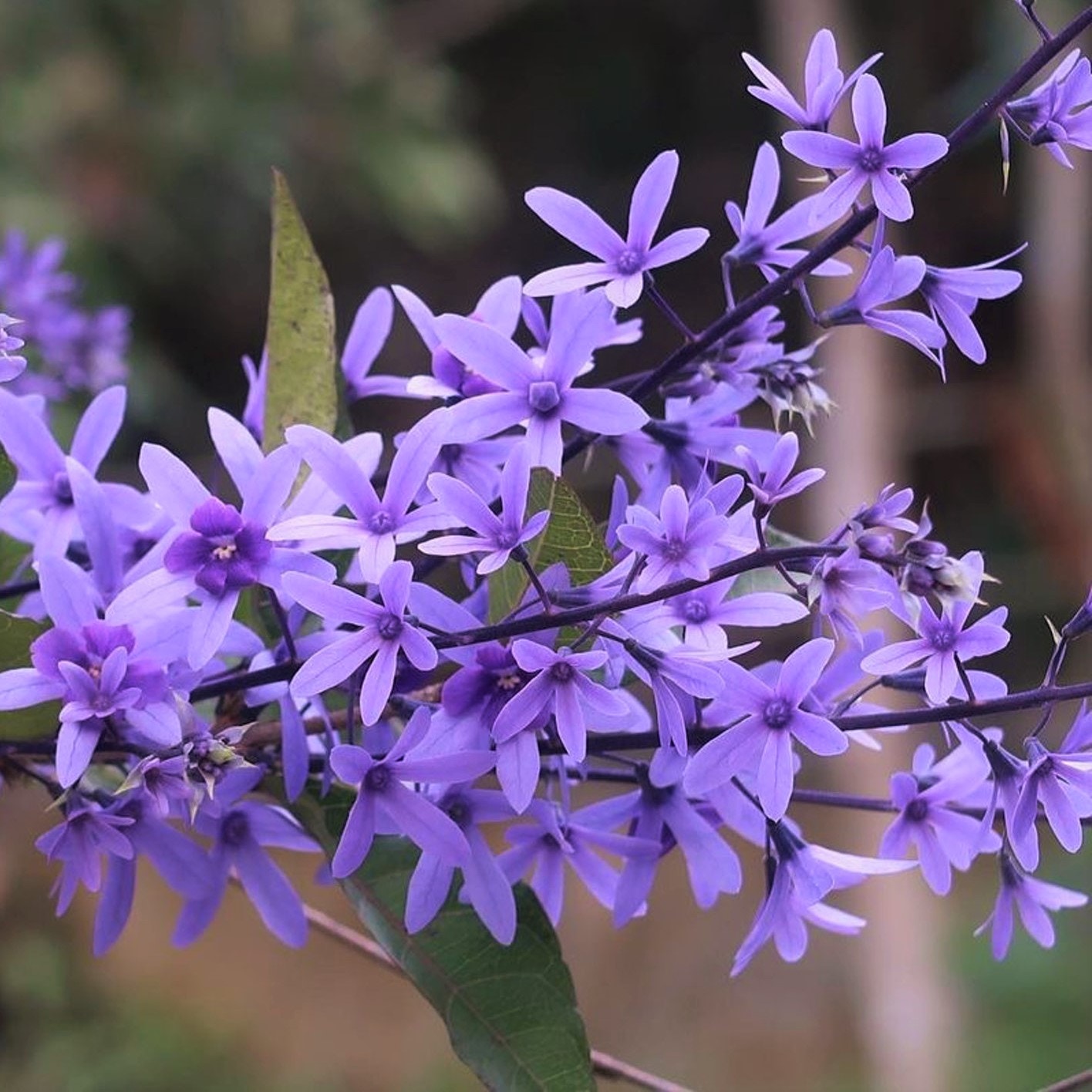 浪漫紫花8個打卡好去處 紫藤花 錫葉藤青衣公園睡蓮交通方便