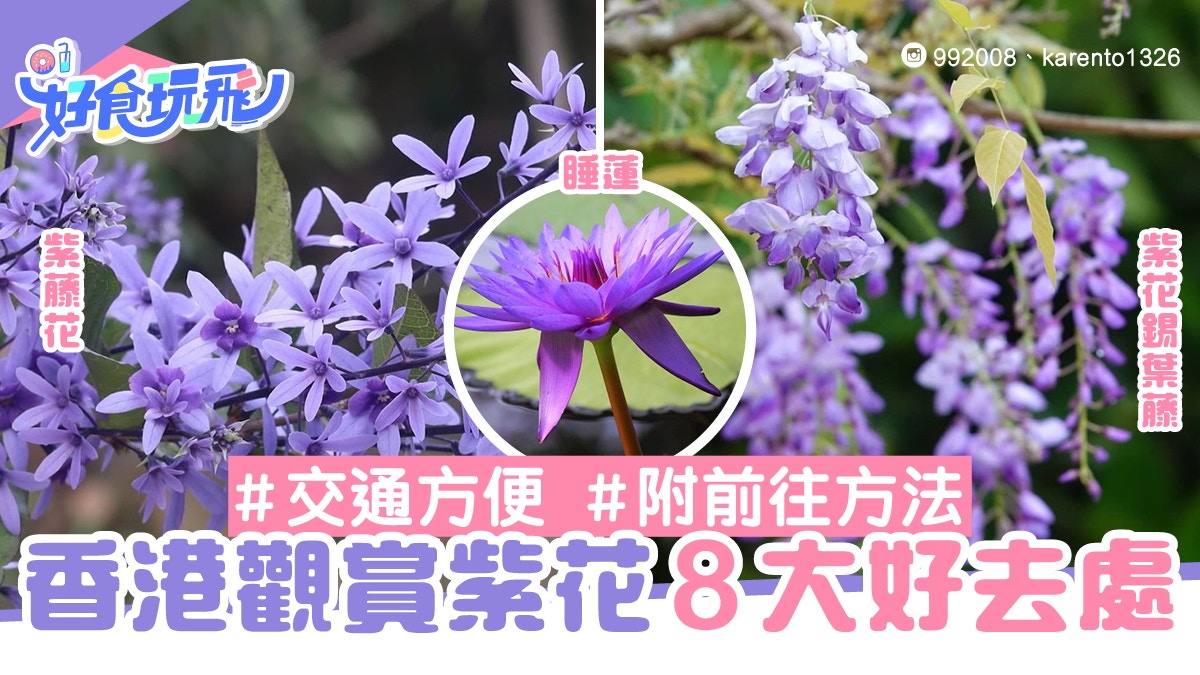 浪漫紫花8個打卡好去處 紫藤花 錫葉藤青衣公園睡蓮交通方便