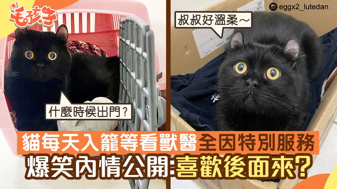唐貓每天入籠等看獸醫全因特別服務爆笑內情公開 喜歡後面來 香港01 寵物 唐貓每天入籠等看獸醫全因特別服務爆笑內情公開 喜歡後面來 香港01 寵物