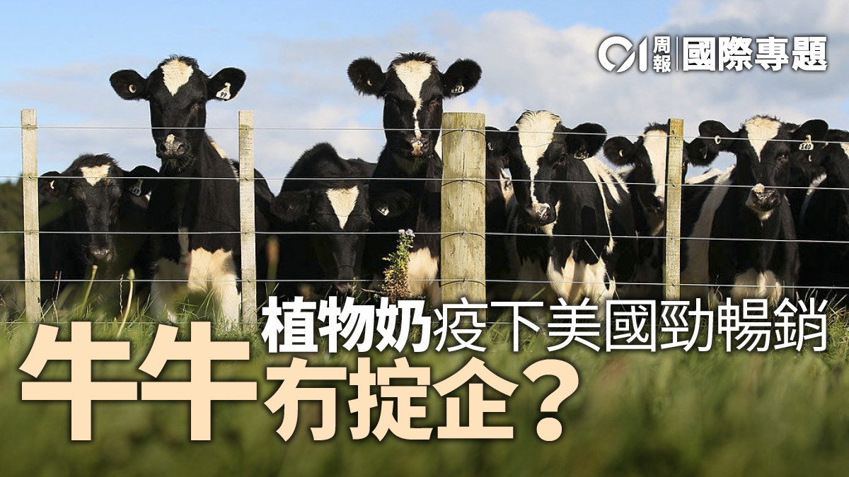 【植物奶經濟．下】美國乳業破產潮　植物奶真可取代牛奶？