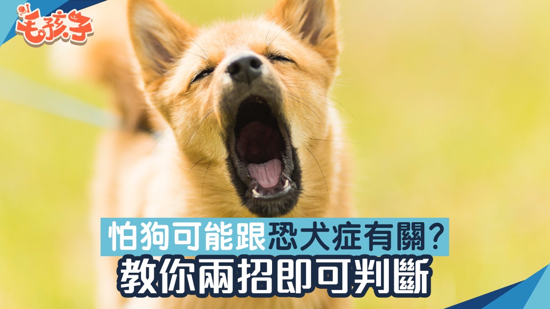 寵物熱話|極度怕狗可能是患上「恐犬症」?教你兩招判斷是否恐犬 寵物熱話|極度怕狗可能是患上「恐犬症」?教你兩招判斷是否恐犬