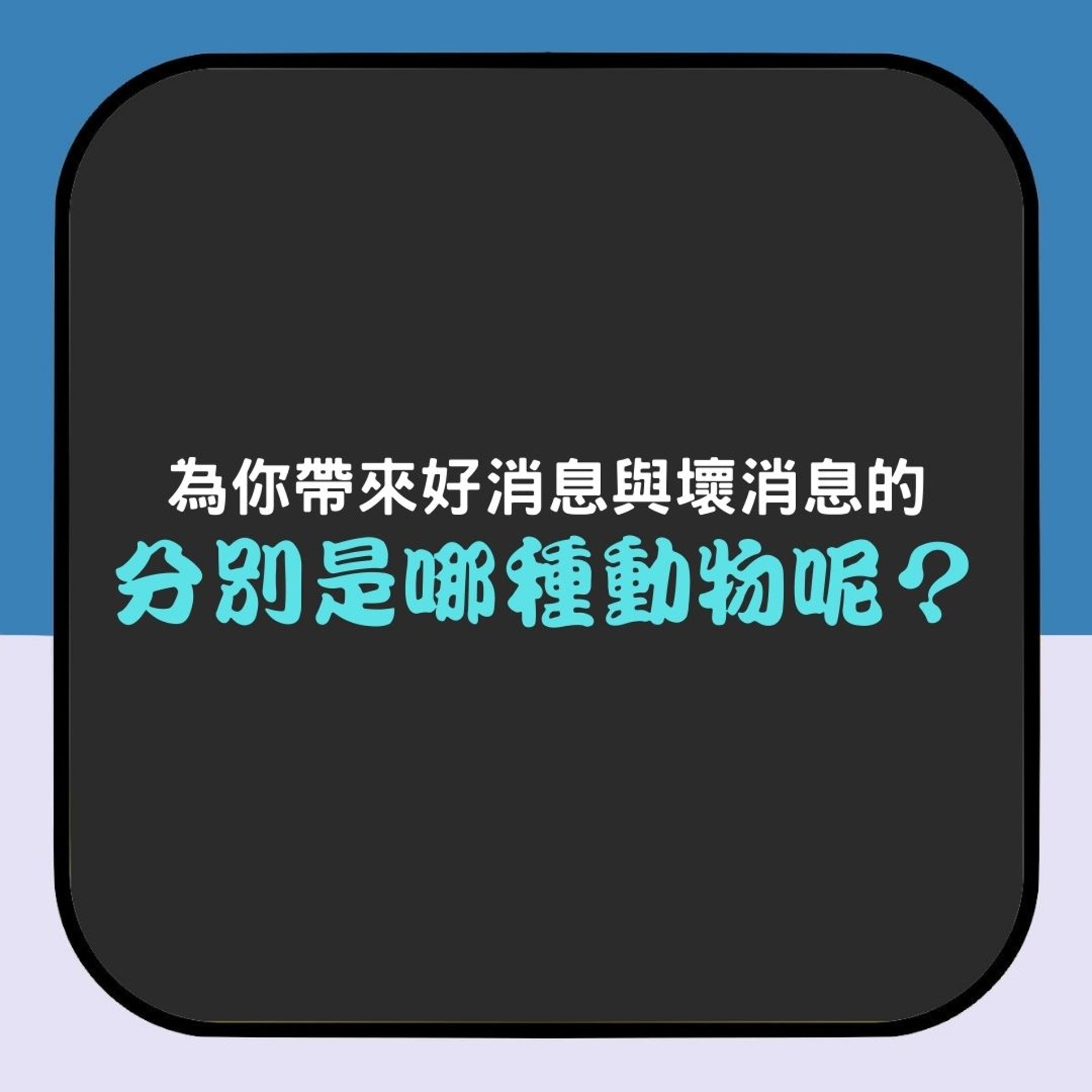 【韓國動物郵差心理測驗】(香港01製圖) 【韓國動物郵差心理測驗】(香港01製圖)
