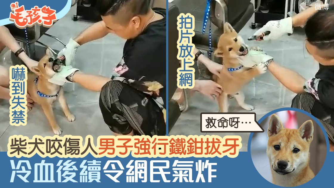 理髮店老闆稱柴犬咬人 拍片用鐵鉗拔狗牙 一句囂張回應網民震怒 理髮店老闆稱柴犬咬人 拍片用鐵鉗拔狗牙 一句囂張回應網民震怒