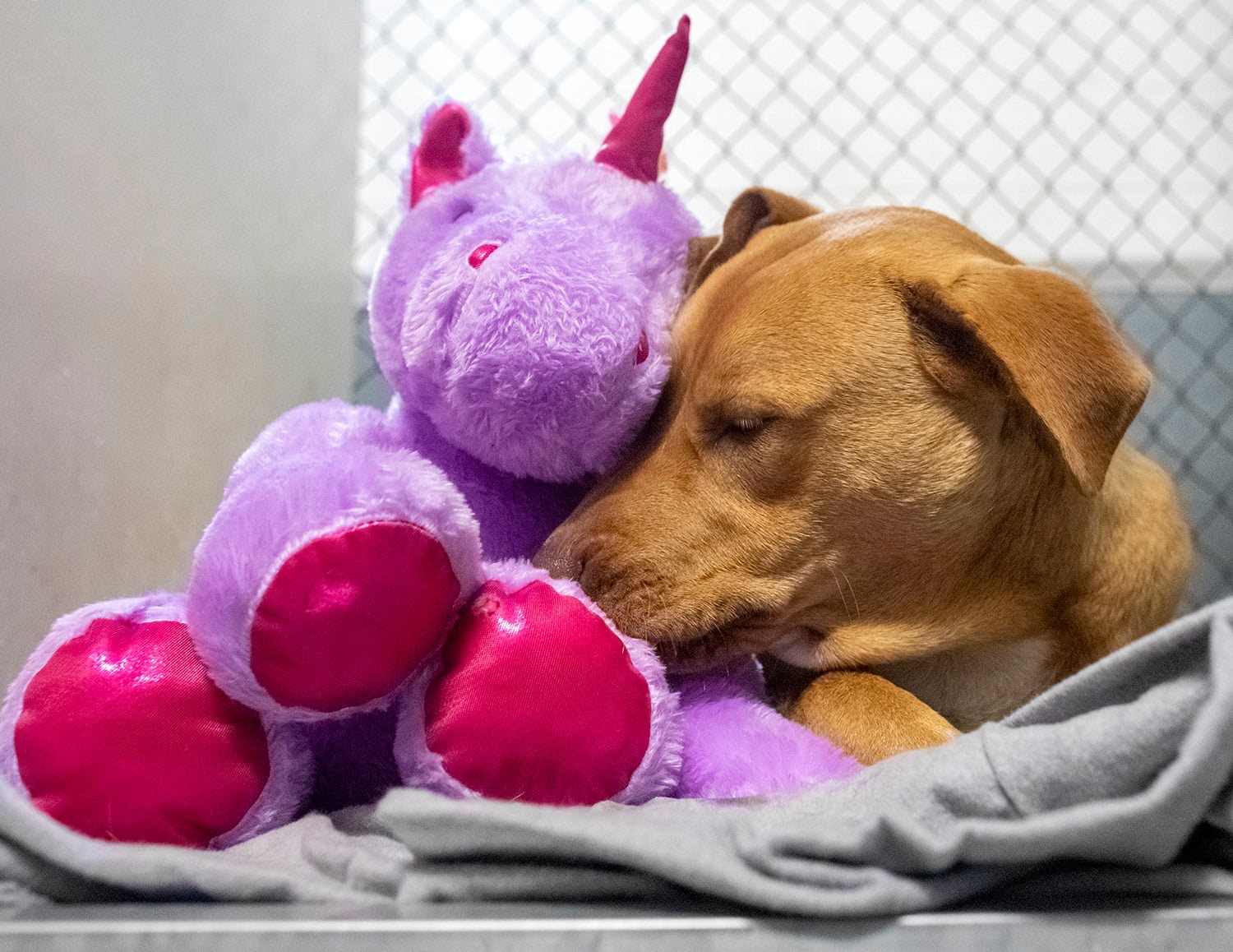 Sisu多次試圖偷走這隻紫色獨角獸公仔。（Facebook@Duplin County Animal Services）