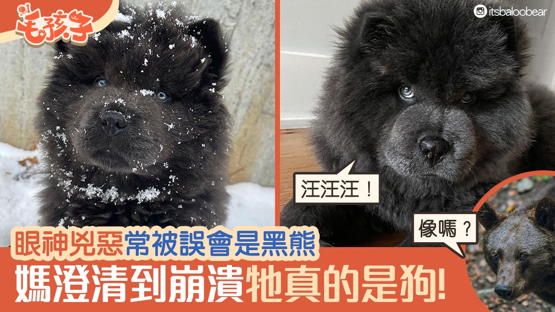 鬆獅犬|眼神兇惡常被誤會是黑熊 媽澄清到崩潰:牠真的是小狗 鬆獅犬|眼神兇惡常被誤會是黑熊 媽澄清到崩潰:牠真的是小狗