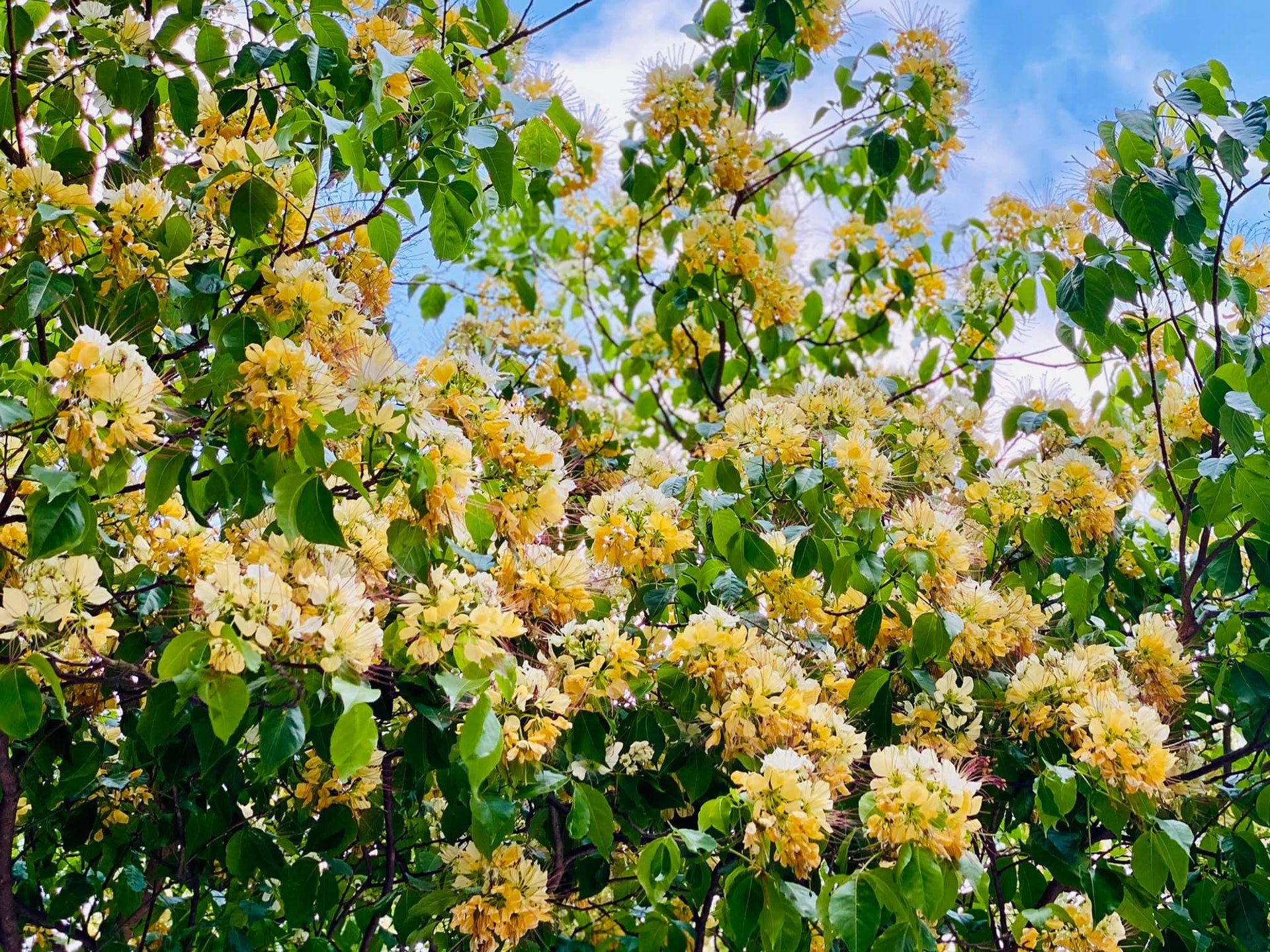 太子魚木樹盛放教堂背景似外國5大賞花好去處 九龍公園最易去 太子魚木樹盛放教堂背景似外國5大賞花好去處 九龍公園最易去