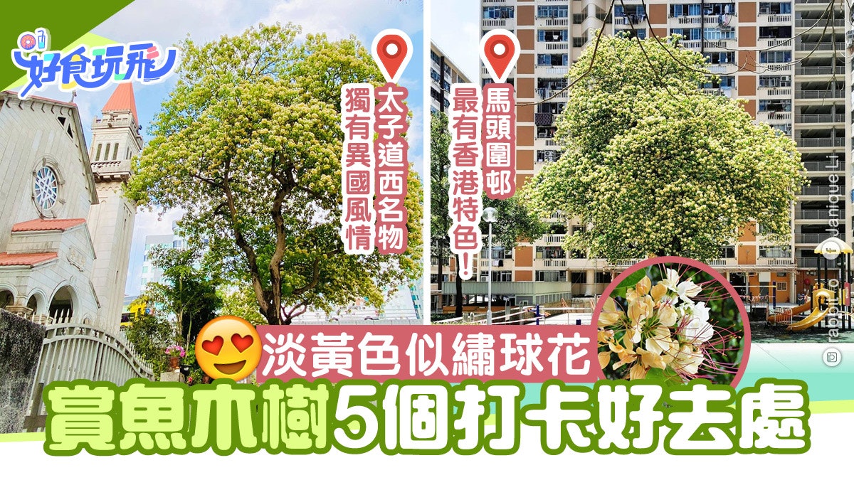 太子魚木樹盛放教堂背景似外國5大賞花好去處 九龍公園最易去 香港01 旅遊 太子魚木樹盛放教堂背景似外國5大賞花好去處 九龍公園最易去 香港01 旅遊