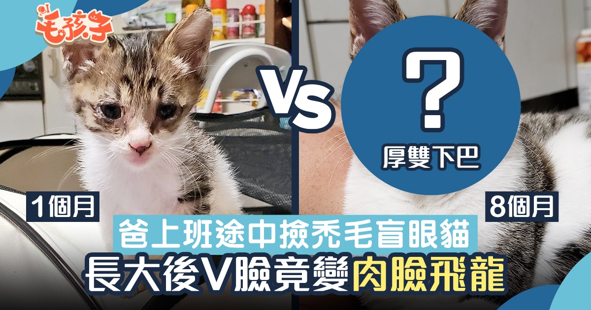 唐貓 日本暖男救禿毛流浪貓養8個月狂增4kg 巨貓壓肩爸求救 香港01 寵物