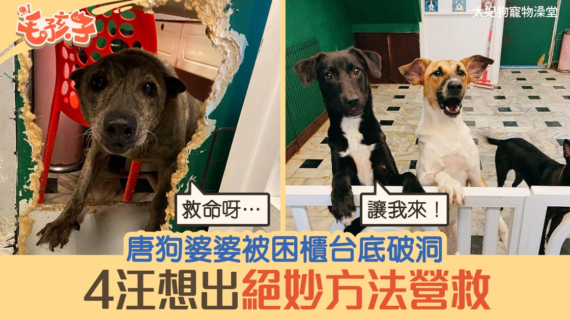 唐狗|汪婆婆被困櫃台底下破洞 4狗好友合力用奇招秒救出 唐狗|汪婆婆被困櫃台底下破洞 4狗好友合力用奇招秒救出