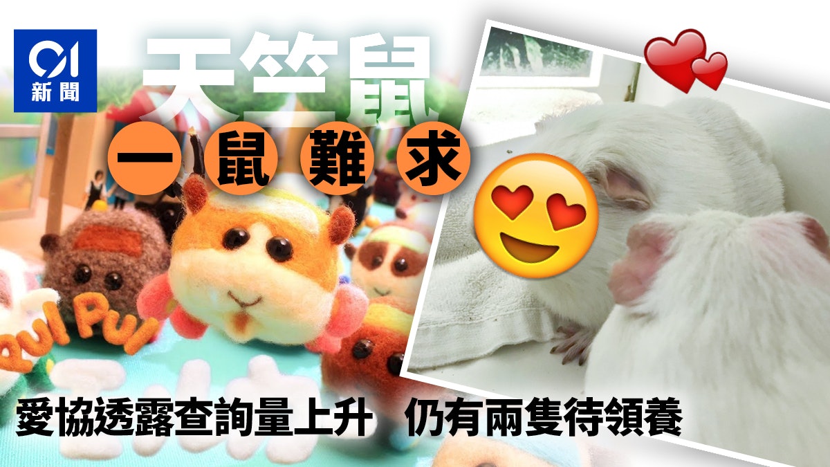 天竺鼠車車 掀領養潮寵物店一鼠難求愛協 領養人數增1倍 香港01 社會新聞 天竺鼠車車 掀領養潮寵物店一鼠難求愛協 領養人數增1倍 香港01 社會新聞