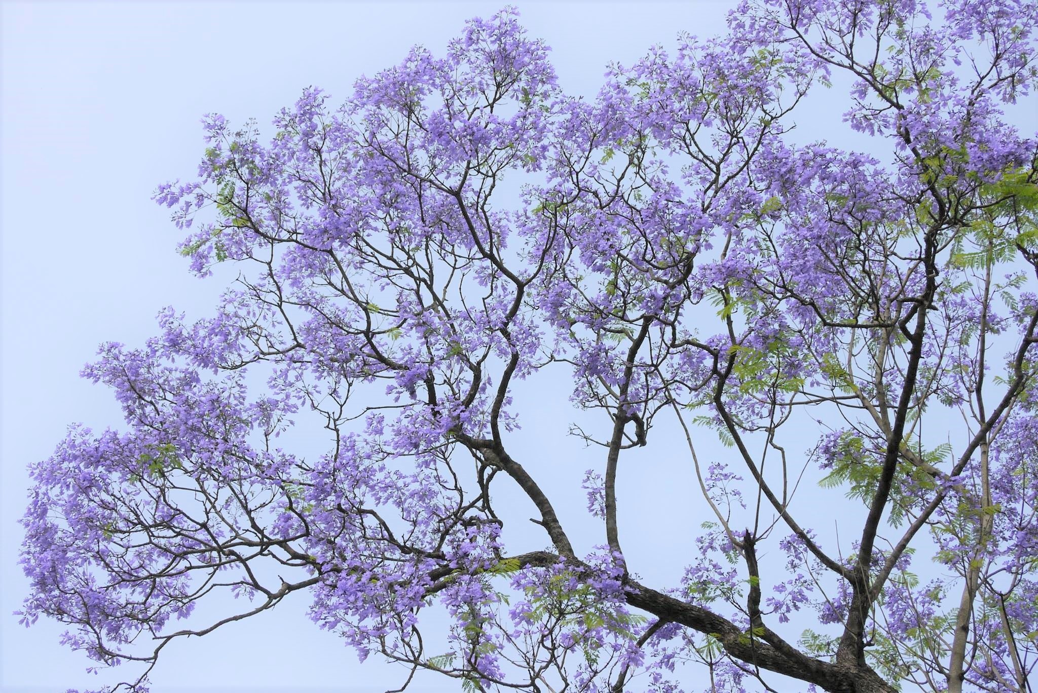 踏入四月，藍花楹悄悄在各區綻放。（Facebook @ 嘉道理農場暨植物園）