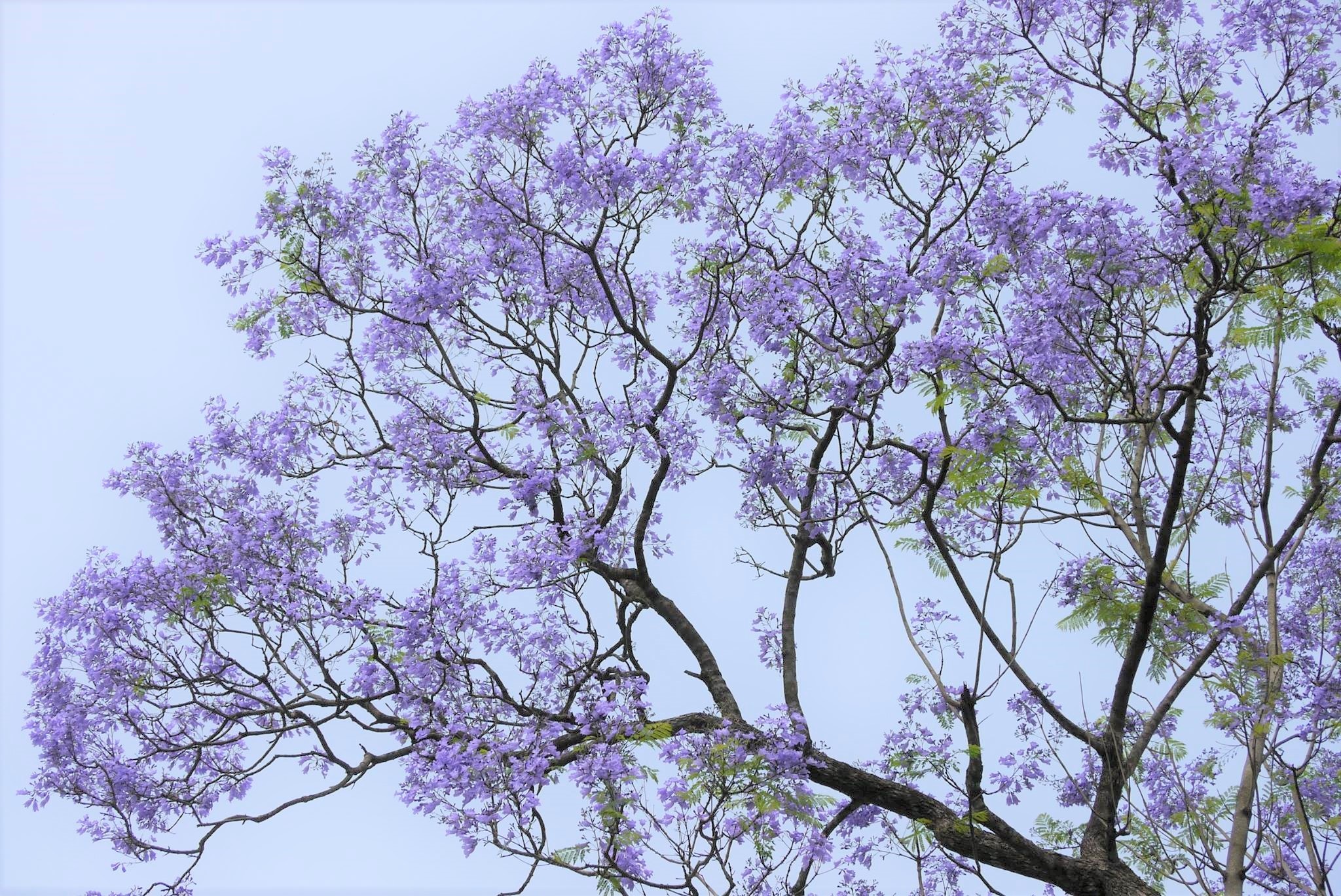 藍花楹浪漫盛放 全港6大打卡好去處星街 荔枝角公園鬧市最方便