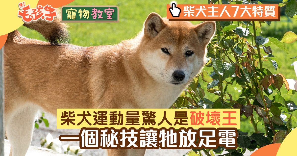 狗狗冷知識 柴犬祖先是小獵犬運動量驚人一個小秘訣即變乖巧 香港01 寵物