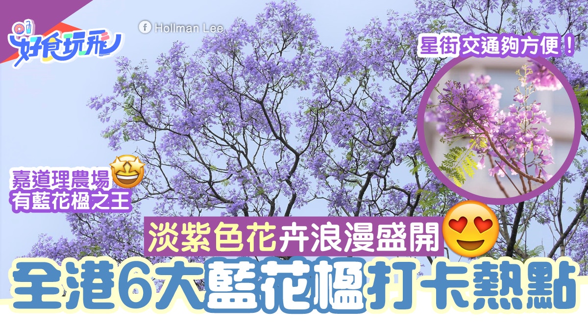 藍花楹浪漫盛放 全港6大打卡好去處星街 荔枝角公園鬧市最方便