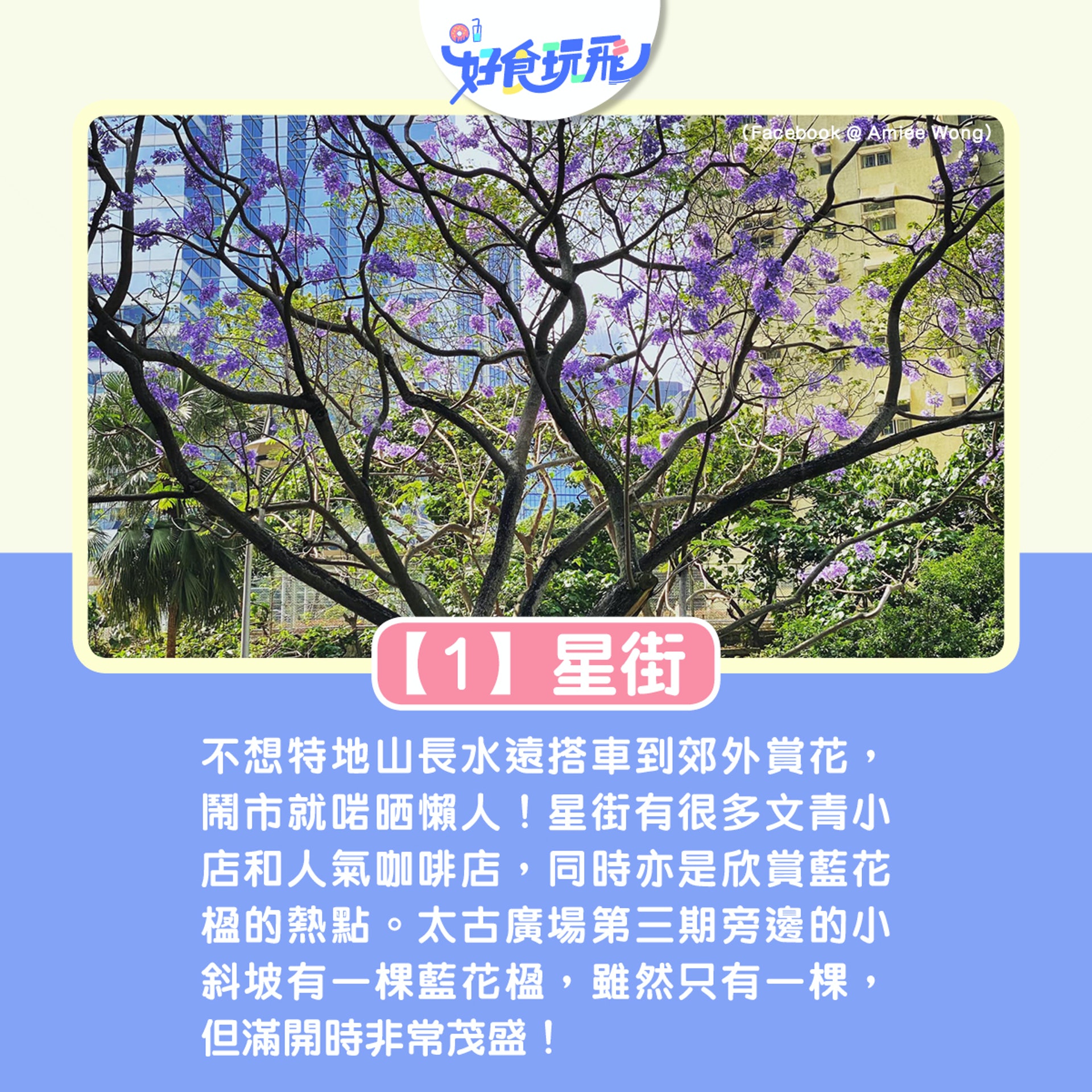 藍花楹浪漫盛放 全港6大打卡好去處星街 荔枝角公園鬧市最方便 藍花楹浪漫盛放 全港6大打卡好去處星街 荔枝角公園鬧市最方便