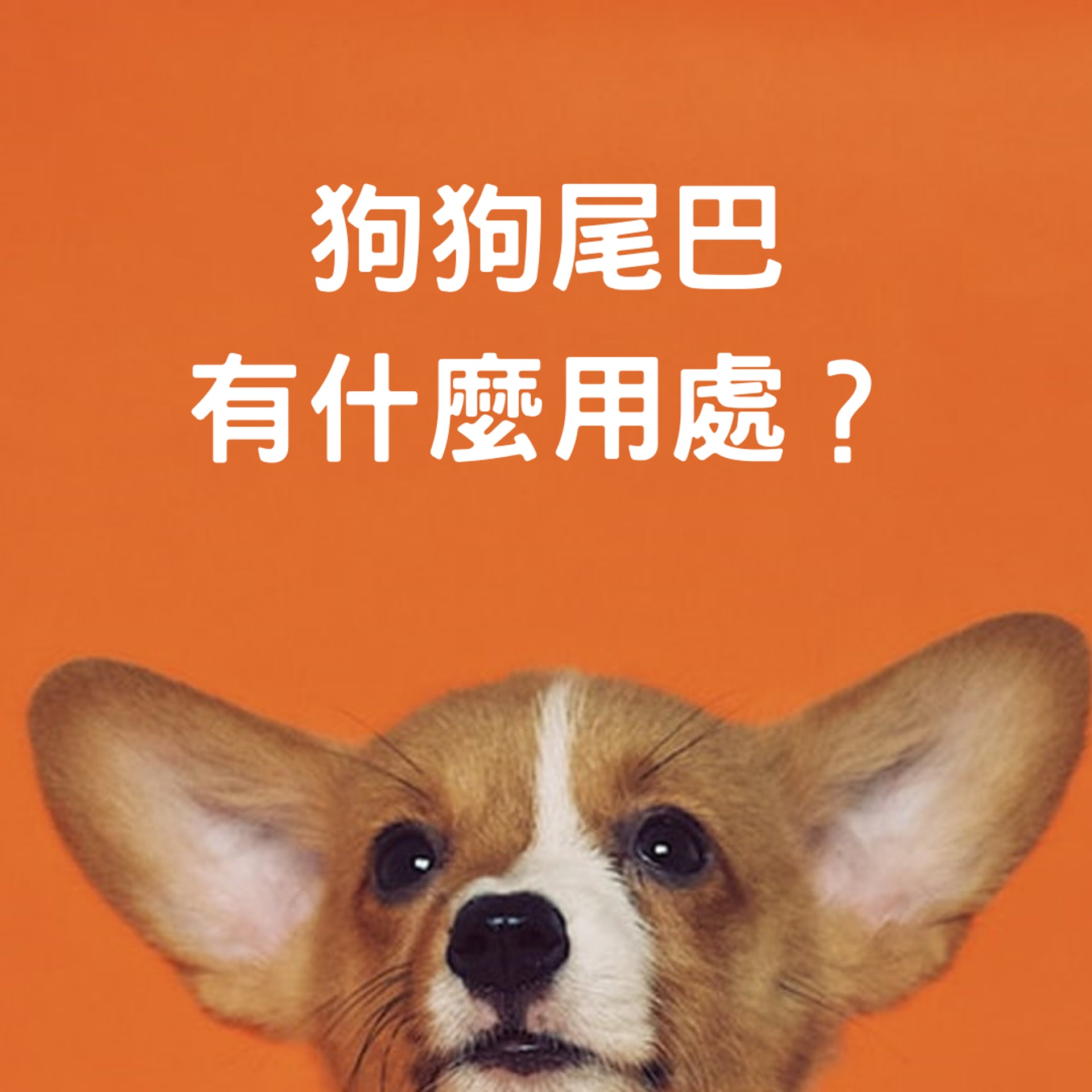 狗狗尾巴有什麽用處?(01製圖) 狗狗尾巴有什麽用處?(01製圖)