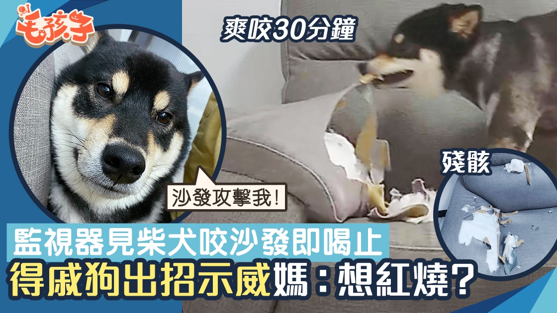 柴犬|監視器見狗咬沙發即喝止 得戚汪秒出招示威 媽:想紅燒? 柴犬|監視器見狗咬沙發即喝止 得戚汪秒出招示威 媽:想紅燒?
