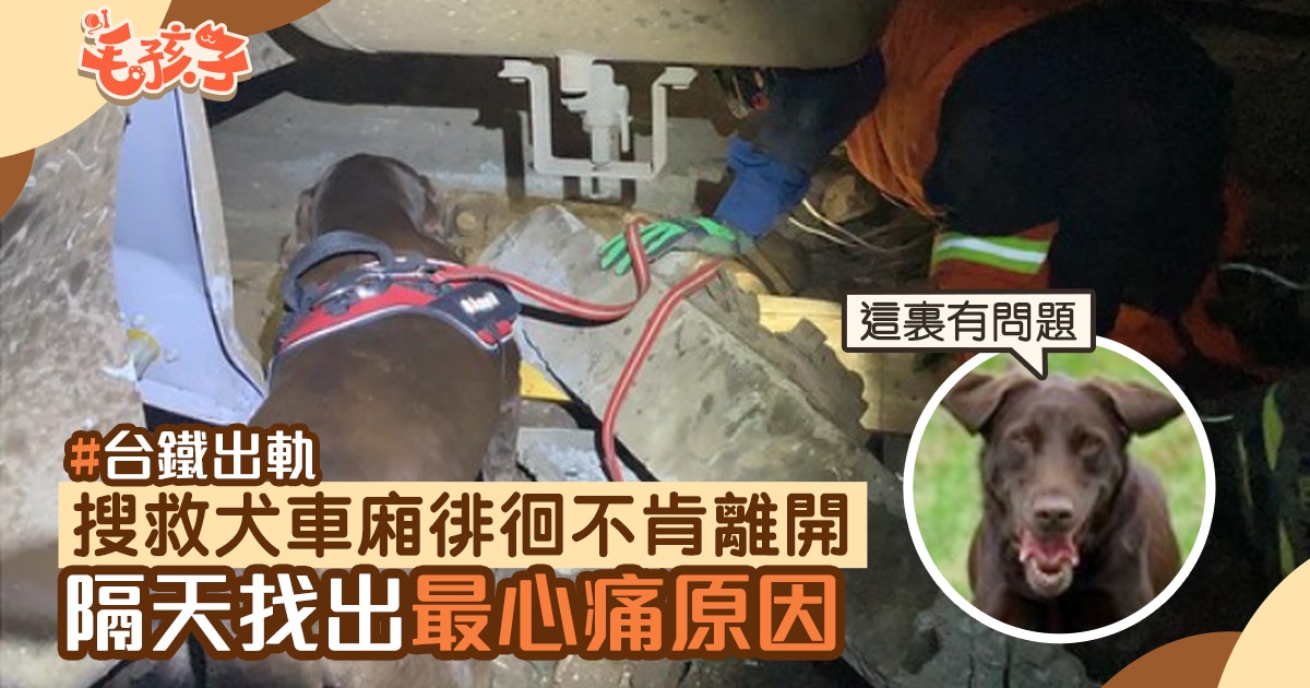 台鐵出軌 搜救犬徘徊第六節車廂不願離開隔天找到最心痛原因 香港01 寵物