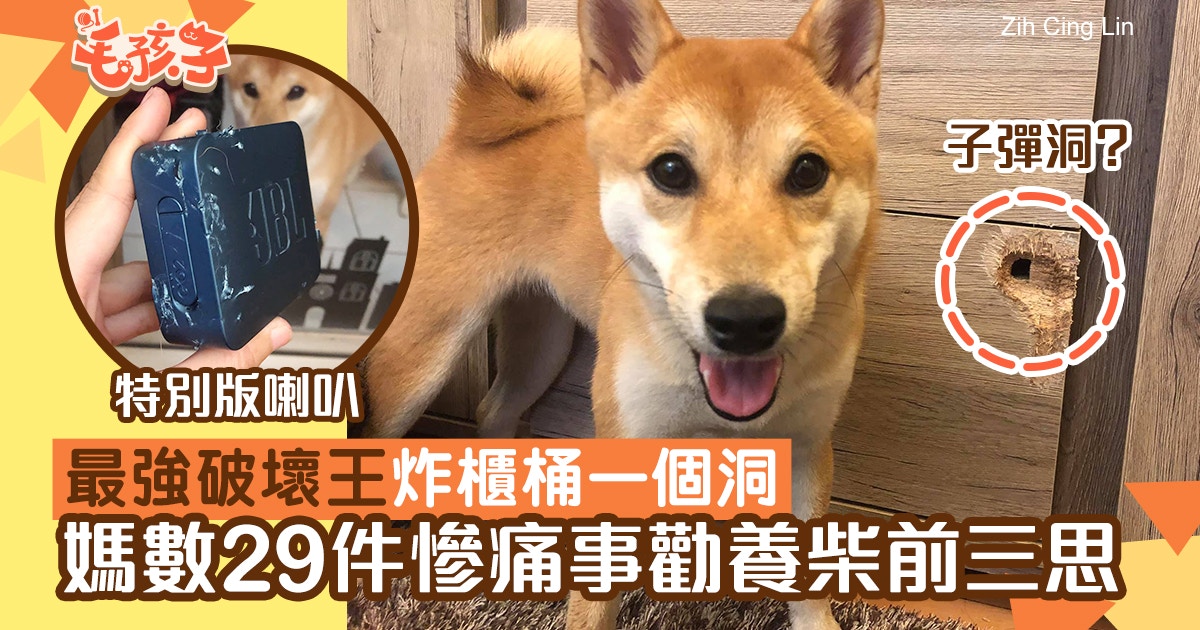 柴犬最強破壞王將櫃桶咬穿媽細數29件百厭惡行勸養柴前要三思 香港01 寵物