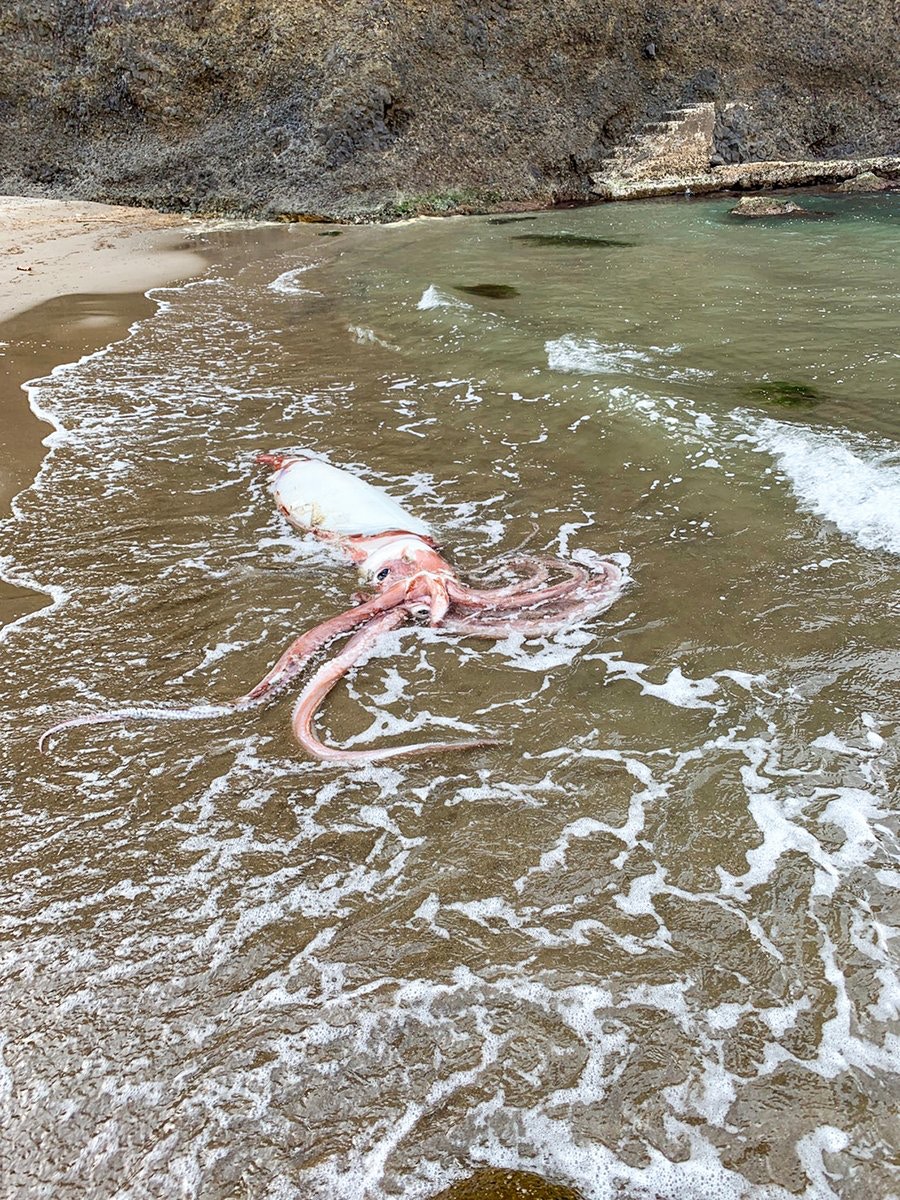 凶兆 5周2隻巨型烏賊沖上岸新潟水族館限期展出民眾勁擔心 香港01 熱爆話題