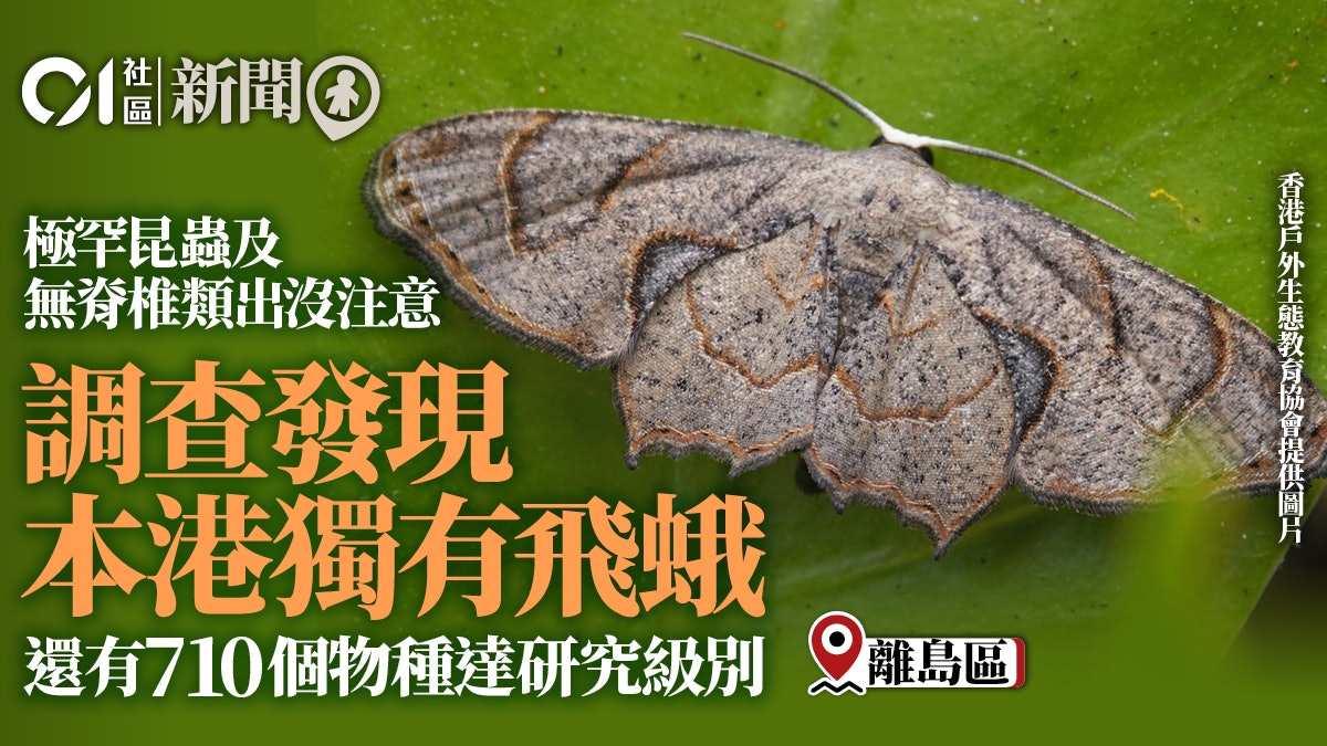 調查發現本港獨有飛蛾還有710個物種達研究級別 調查發現本港獨有飛蛾還有710個物種達研究級別