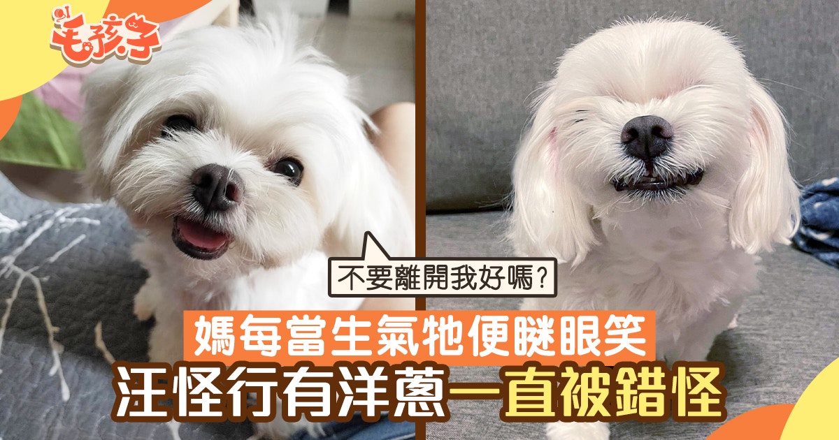 魔天使｜媽每當生氣狗狗便瞇眼笑 古怪行為有洋蔥 牠一直被錯怪
