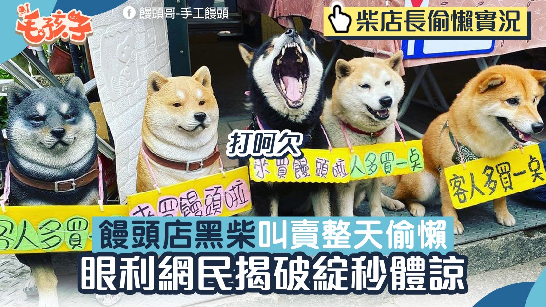 黑柴犬店長饅頭店攬客 終日打呵欠偷懶 眼利網民一見破綻秒體諒 黑柴犬店長饅頭店攬客 終日打呵欠偷懶 眼利網民一見破綻秒體諒