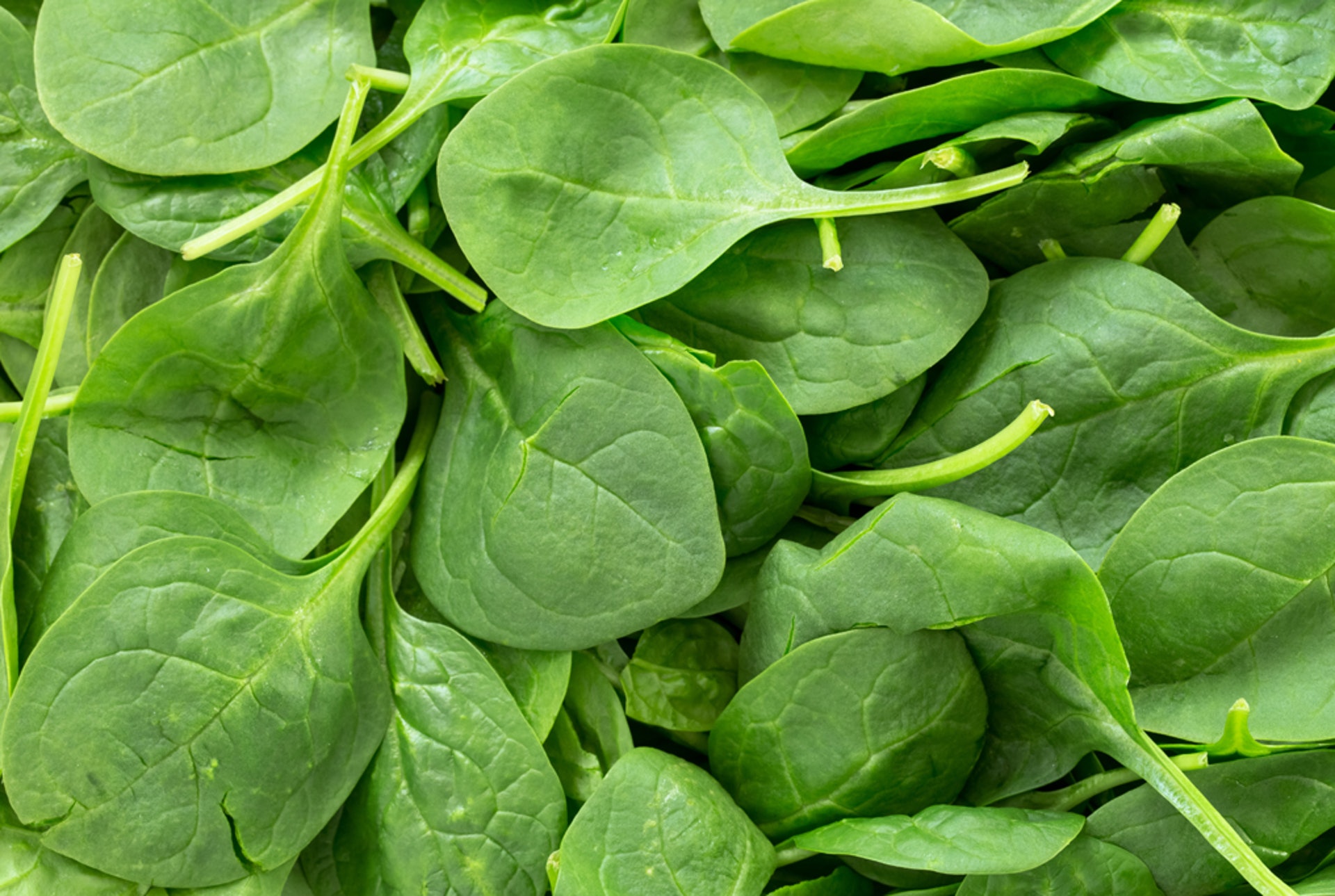 綠葉蔬菜對健康有莫大益處，特別是菠菜還能補充鎂質。（圖片來源：shutterstock）